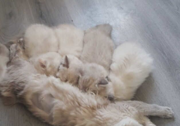 Ragdoll kittens for sale in Kirkcaldy, Fife