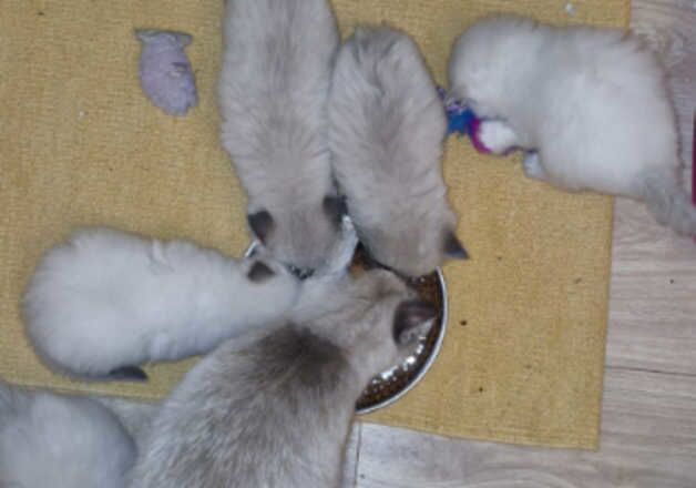 Ragdoll kittens. Possible delivery for sale in Walsall, West Midlands - Image 2