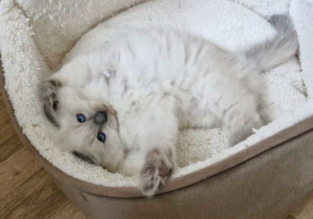 Ragdoll kittens. Possible delivery for sale in Walsall, West Midlands - Image 3