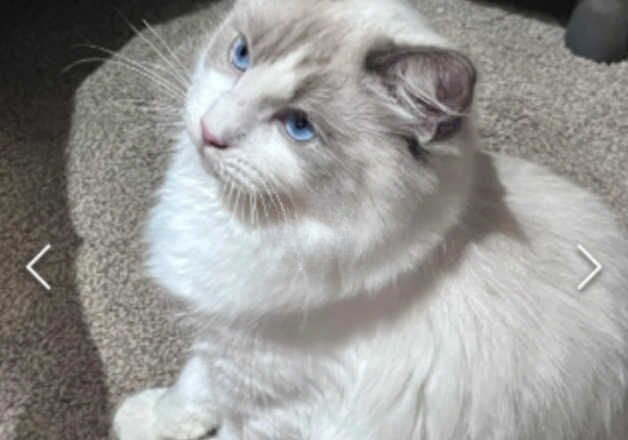 Ragdoll male 4 months old for sale in Luton, Bedfordshire