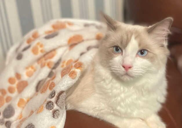 Ragdoll male 4 months old for sale in Luton, Bedfordshire - Image 2