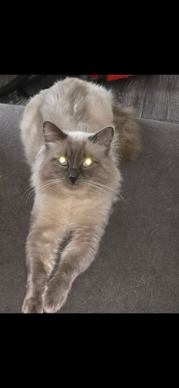 Ragdoll male cat for sale in Moseley, West Midlands