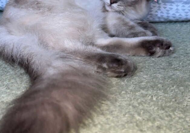 Ragdoll male for sale in Bradford, West Yorkshire - Image 3