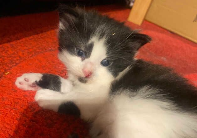 Ragdoll mixed kittens 8week old for sale in Glasgow, Glasgow City