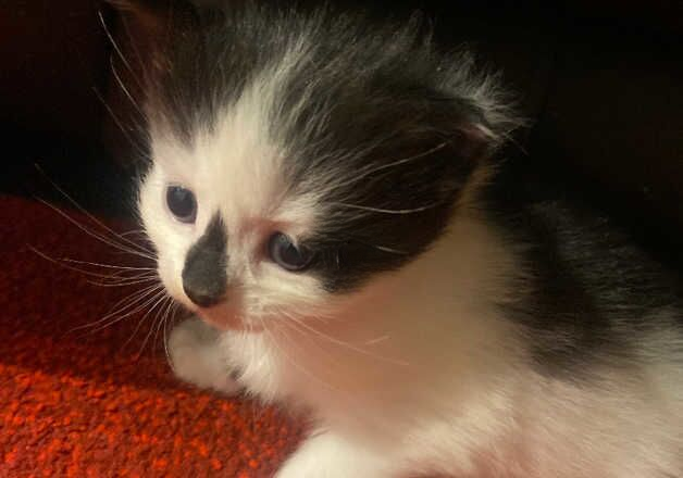 Ragdoll mixed kittens 8week old for sale in Glasgow, Glasgow City - Image 2