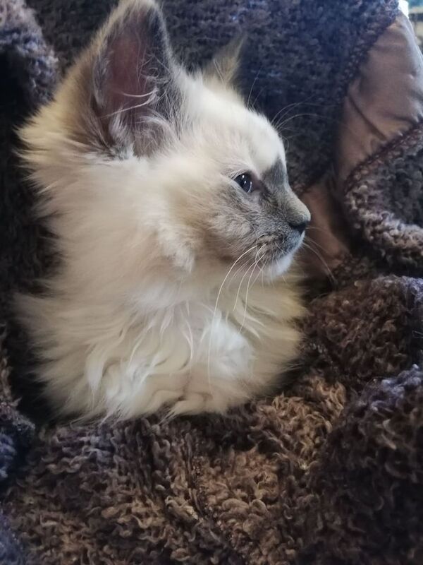 RAGDOLL. One little girl kitten left for sale in Peterhead, Aberdeenshire