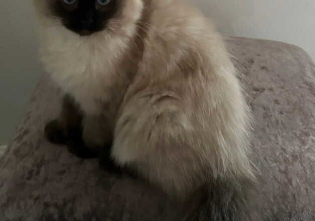 Ragdoll /persian for sale in Leeds, West Yorkshire