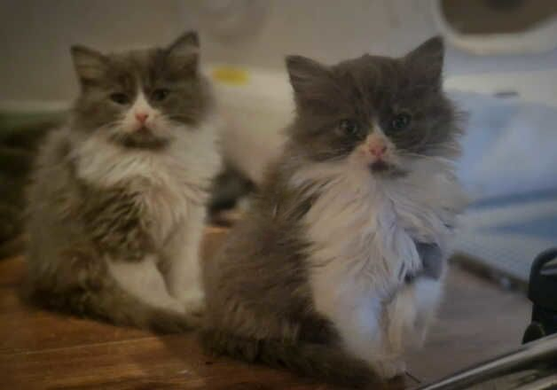 Ragdoll x persian kittens for sale in Wolverhampton, West Midlands