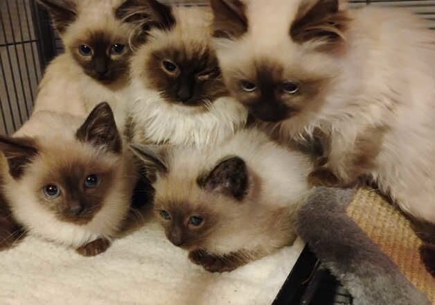 Ragdoll X Siamese kittens for sale in Abingdon, Oxfordshire