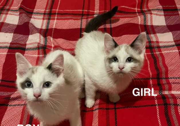 RAGDOLL X SNOWSHOE KITTENS for sale in Morpeth, Northumberland