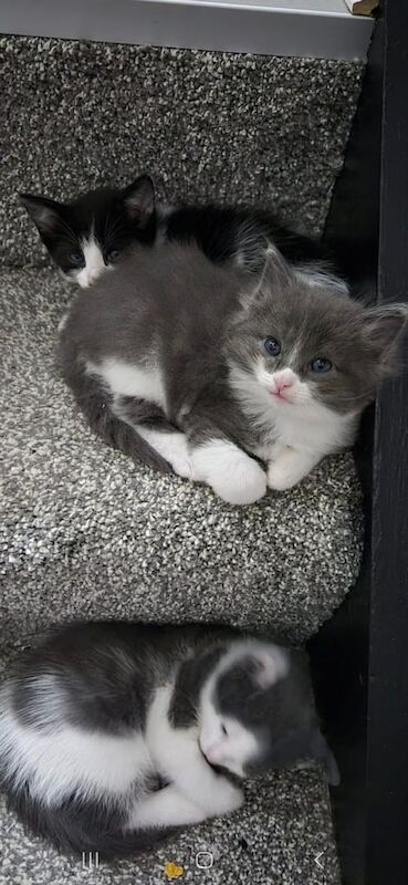 Ragdoll x Tuxedo Kittens for sale in Thornliebank, Renfrewshire