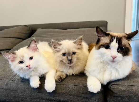 Ready to go 2 Pure Ragdoll Kittens/ GCCF Champion Father for sale in Walsall, West Midlands