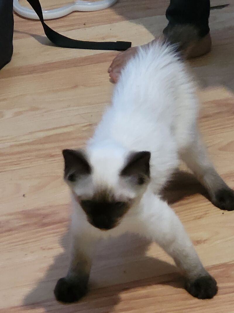 Seal point ragdoll purebred for sale in PE29 1NA - Image 3