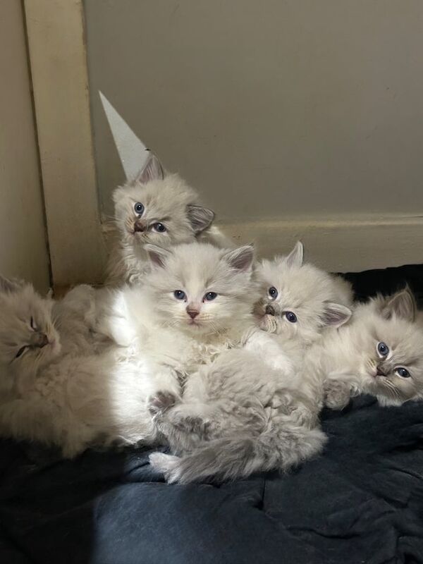 Six Beautiful Ragdoll Kittens for sale in Coatbridge, Lanarkshire