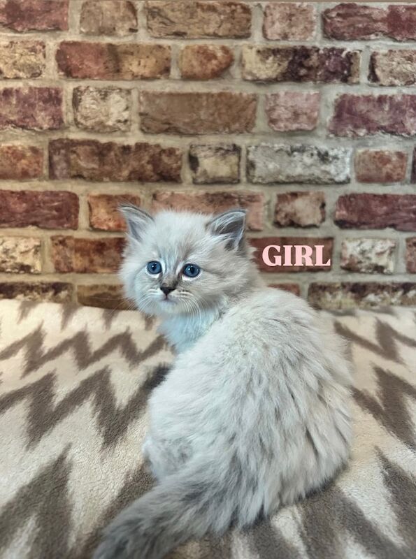 Six Beautiful Ragdoll Kittens for sale in Coatbridge, Lanarkshire - Image 2