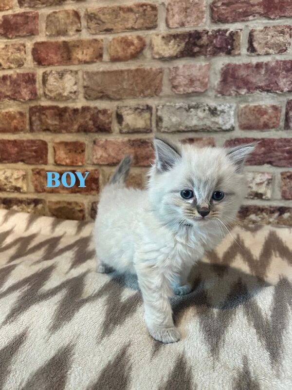 Six Beautiful Ragdoll Kittens for sale in Coatbridge, Lanarkshire - Image 3