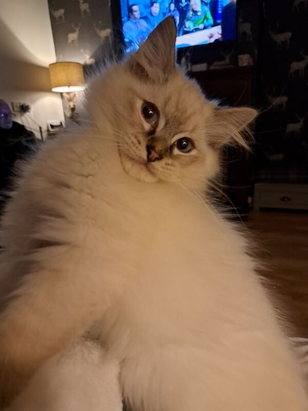 ### SOLD ###Full bred Male Ragdoll kitten for sale in Cullybackey, County Antrim