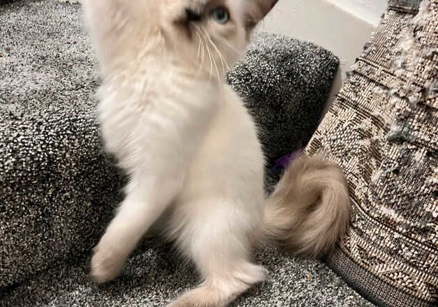 Stunning 9 months old male ragdoll kitten for sale, for sale in Luton, Bedfordshire