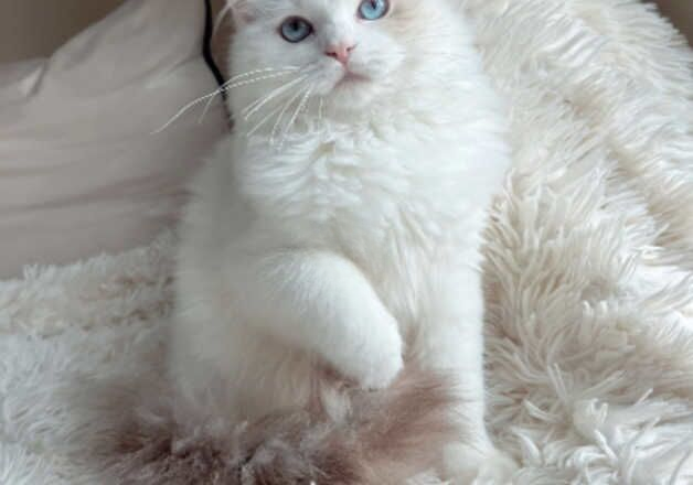 Stunning lilac female Ragdoll for sale in Witham, Essex