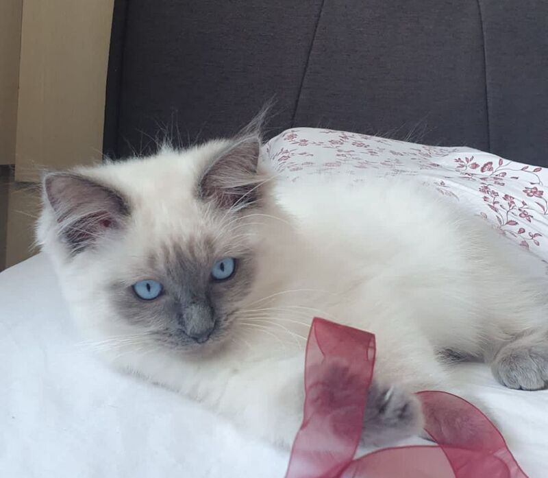 Stunning Ragdoll kittens for sale in Cambridge, Cambridgeshire