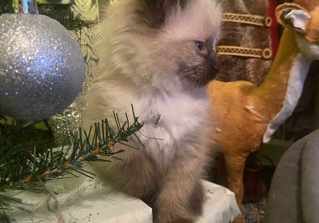 stunning ragdoll kittens for sale in Brighton, East Sussex