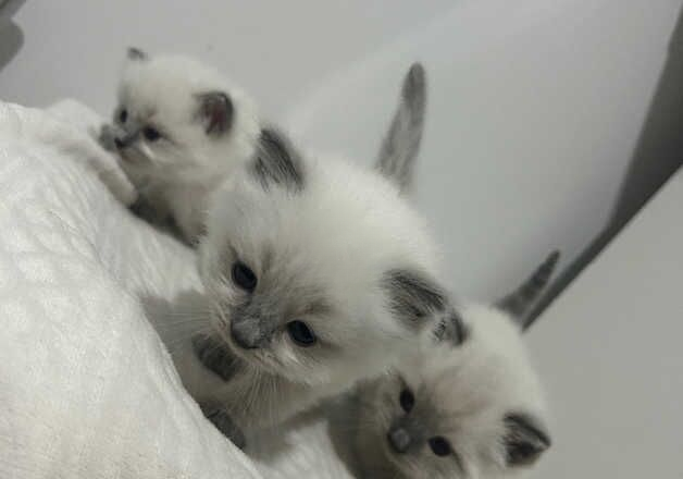 Stunning ragdoll kittens for sale in Westcliff-on-Sea, Essex