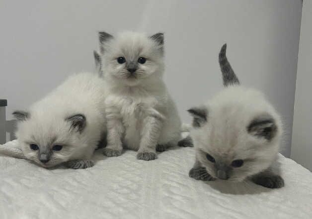 Stunning ragdoll kittens for sale in Westcliff-on-Sea, Essex - Image 2