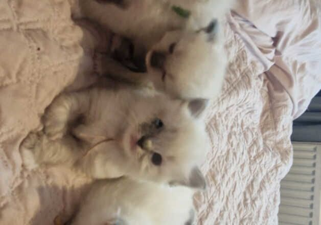 Stunning ragdoll kittens reserve now ready for Christmas for sale in Doncaster, South Yorkshire