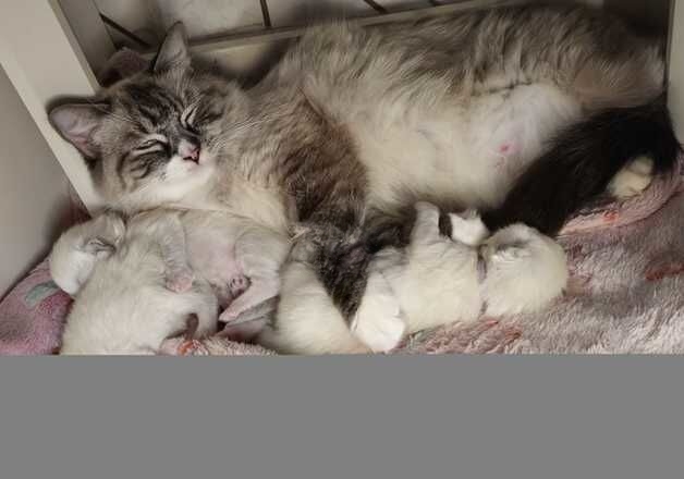 Stunning ragdoll kittens reserve now ready for Christmas for sale in Doncaster, South Yorkshire - Image 2