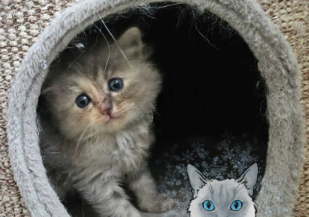 Tica Beautiful kittens Blue Mink Tortie and Blue Torbie. for sale in Telford, Shropshire