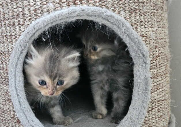 Tica Beautiful kittens Blue Mink Tortie and Blue Torbie. for sale in Telford, Shropshire - Image 2