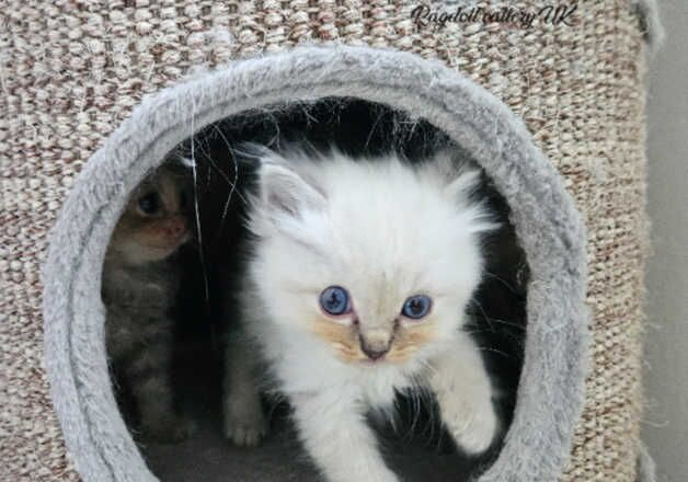 Tica Beautiful kittens Blue Mink Tortie and Blue Torbie. for sale in Telford, Shropshire - Image 3