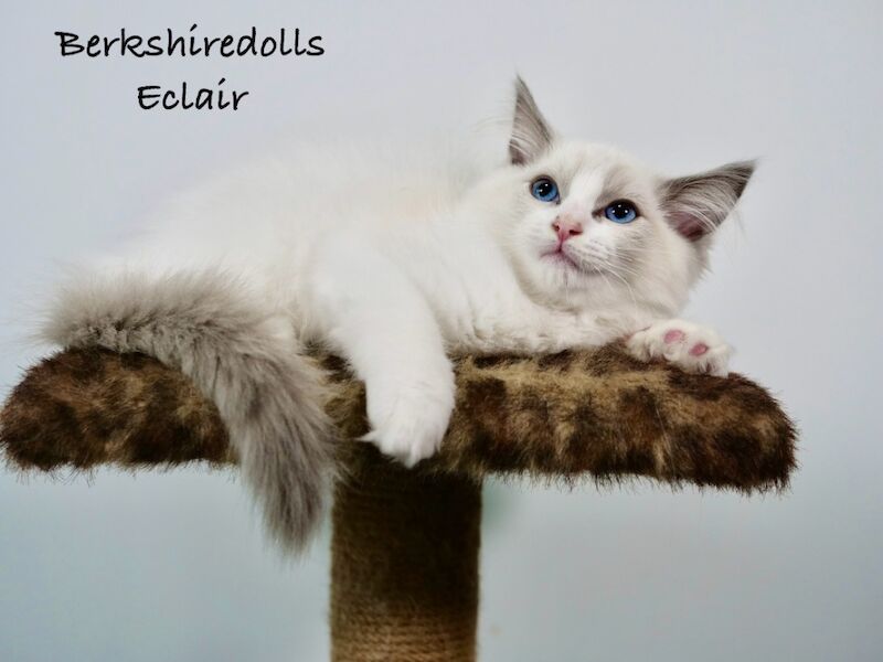 Truly amazing blue bicolour male kitten for sale in Reading, Berkshire