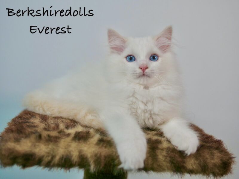 Truly amazing cream bicolour male ragdoll kitten for sale in Reading, Berkshire