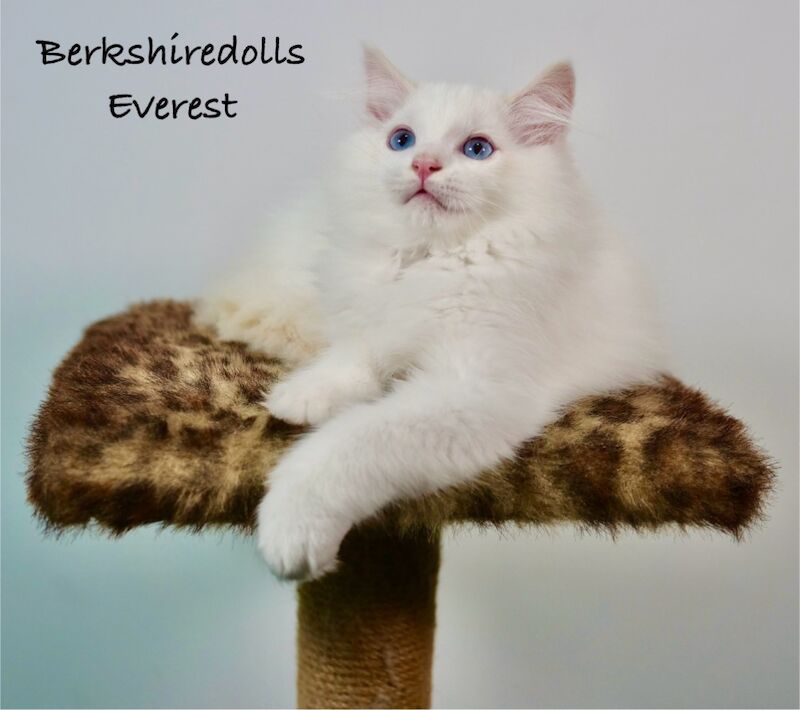 Truly amazing cream bicolour male ragdoll kitten for sale in Reading, Berkshire - Image 2