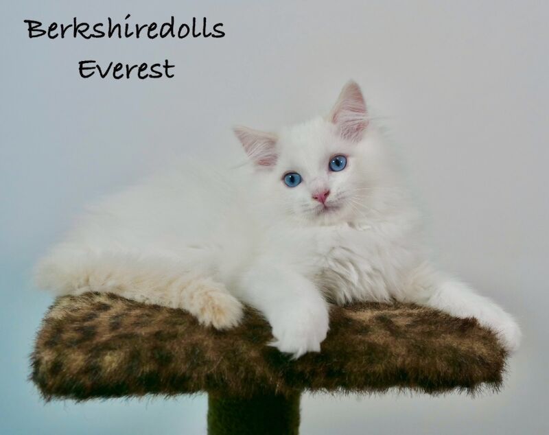 Truly amazing cream bicolour male ragdoll kitten for sale in Reading, Berkshire - Image 3