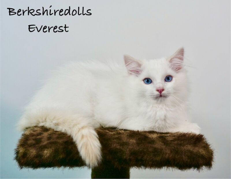 Truly amazing cream bicolour male ragdoll kitten for sale in Reading, Berkshire - Image 4