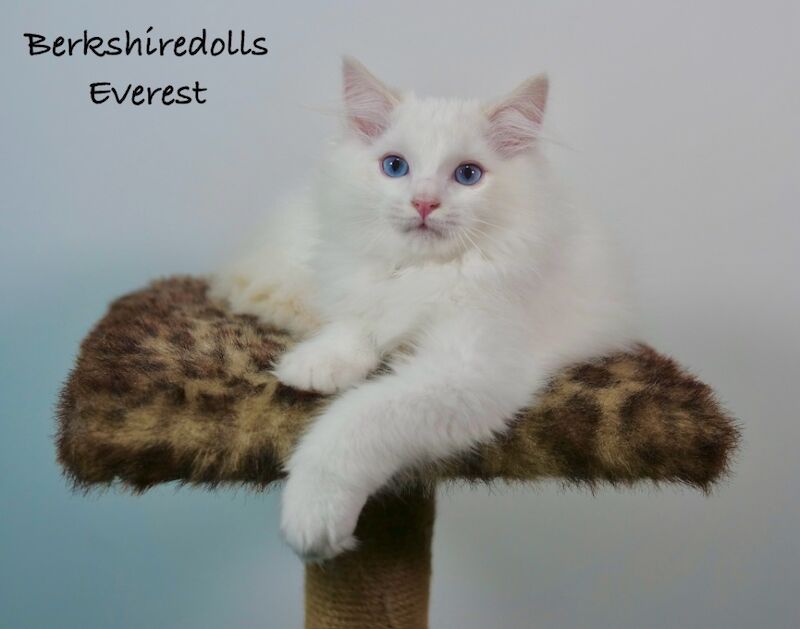 Truly amazing cream bicolour male ragdoll kitten for sale in Reading, Berkshire - Image 5