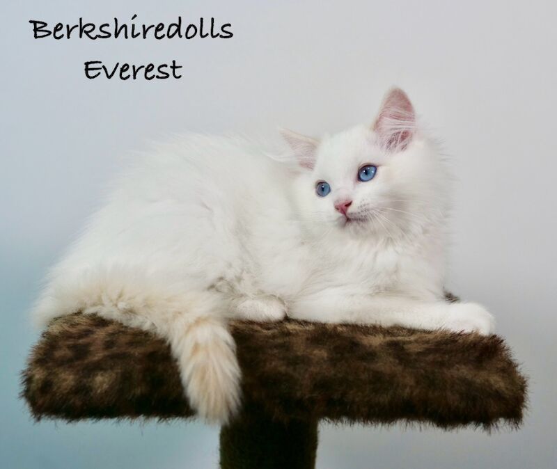 Truly amazing cream bicolour male ragdoll kitten for sale in Reading, Berkshire - Image 6