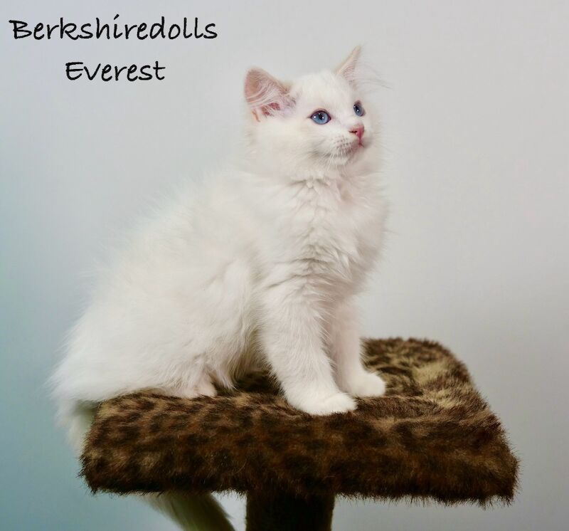 Truly amazing cream bicolour male ragdoll kitten for sale in Reading, Berkshire - Image 7