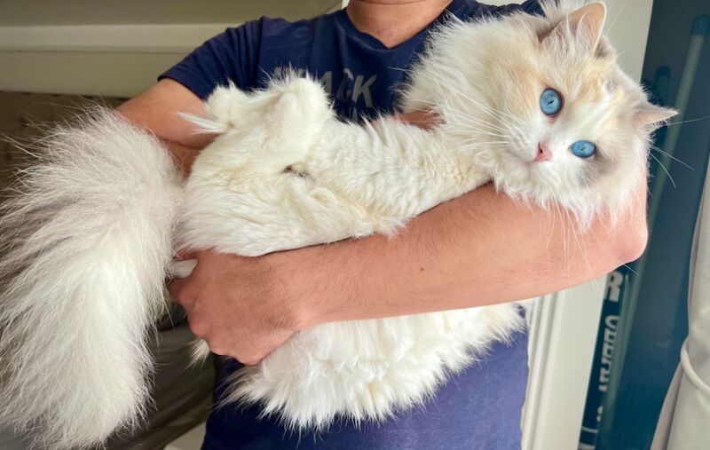 Truly amazing cream bicolour male ragdoll kitten for sale in Reading, Berkshire - Image 8