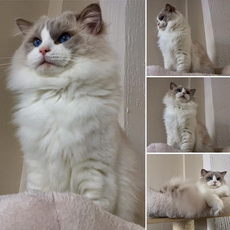 Truly amazing cream bicolour male ragdoll kitten for sale in Reading, Berkshire - Image 9