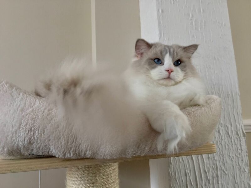 Truly amazing cream bicolour male ragdoll kitten for sale in Reading, Berkshire - Image 10