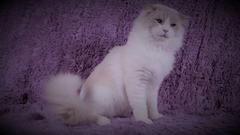 Truly amazing cream bicolour male ragdoll kitten for sale in Reading, Berkshire - Image 11