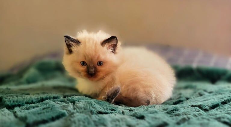 Two male Ragdoll kittens for sale in Patchway, Gloucestershire